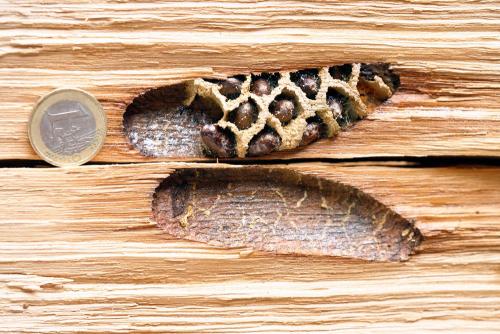 Réf. 355 302 : Osmia bicornis